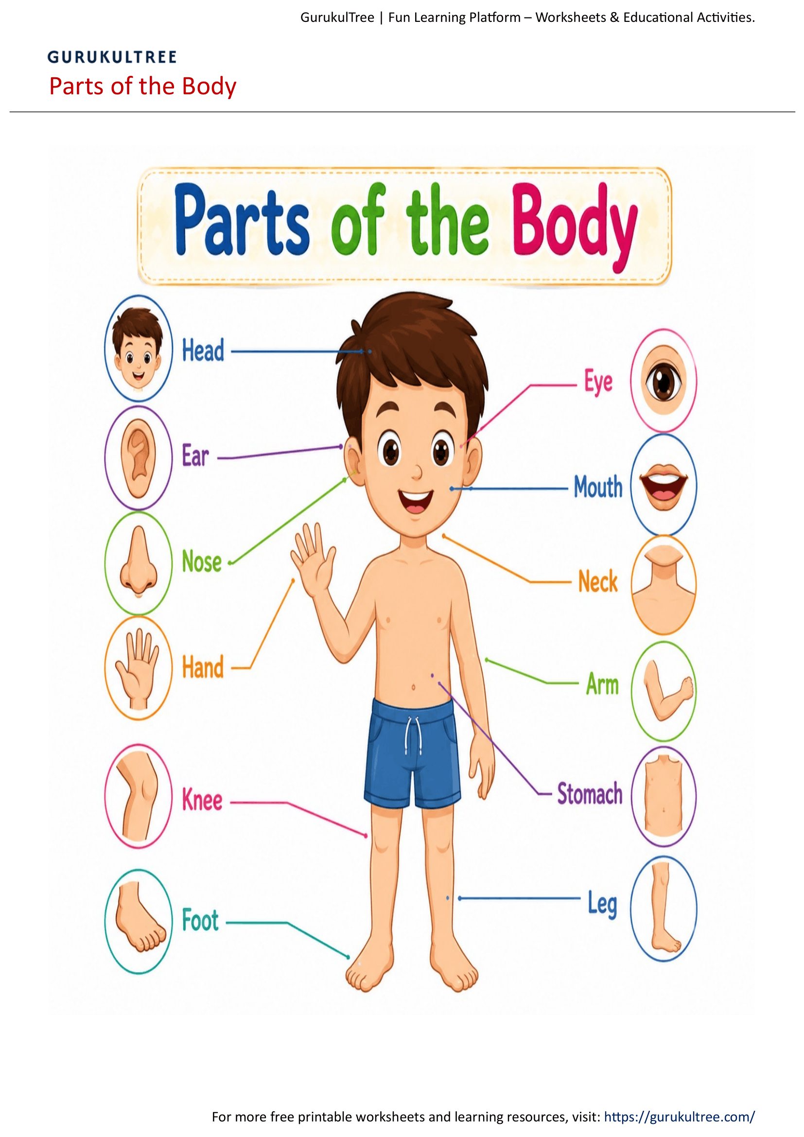 Parts of the Body